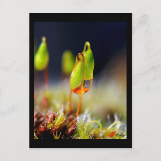 ゴットダウ» ポストカード