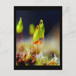 ゴットダウ» ポストカード