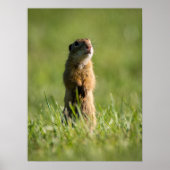 ゴッハー ポスター (正面)