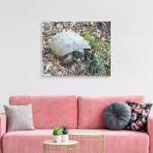 ゴッファーカメ朝の散歩 キャンバスプリント (インサイチュ (リビング))