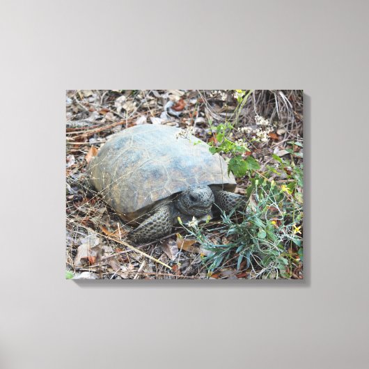 ゴッファーカメ朝の散歩 キャンバスプリント (正面)