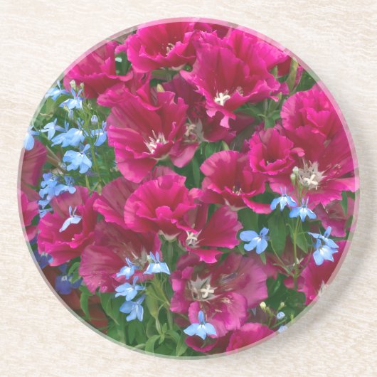 ゴデティアとロベリア コースター (正面)