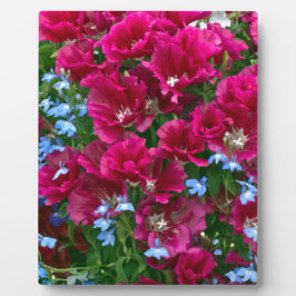 ゴデティアとロベリア フォトプラーク