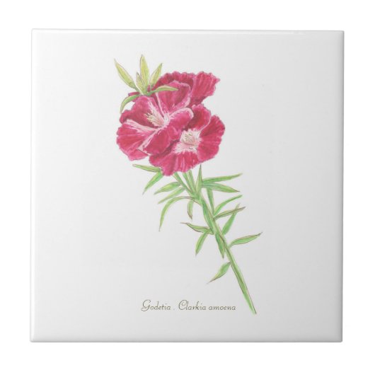 ゴデティア タイル (正面)