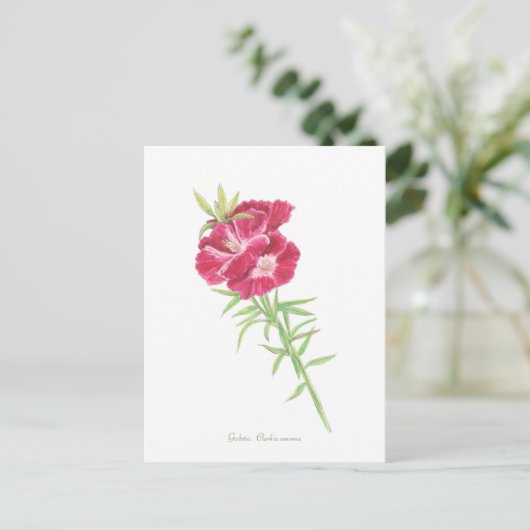 ゴデティア  ポストカード (スタンド正面)