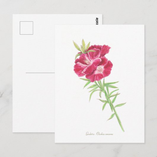 ゴデティア  ポストカード (正面/裏面)