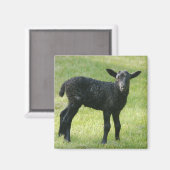 ゴトランドの羊の磁石の子羊 マグネット (正面/裏面)