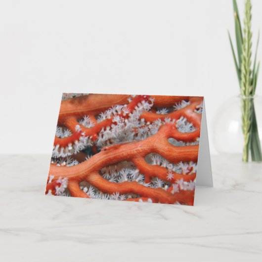 ゴビー カード (正面)