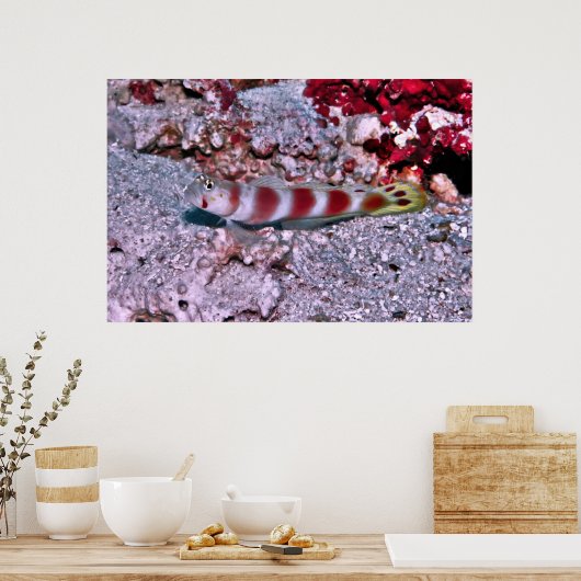 ゴビー ポスター (キッチン)