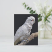 ゴフィンのコカトー葉書 ポストカード (スタンド正面)