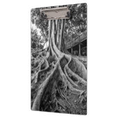 ゴムの塊根 クリップボード (左)