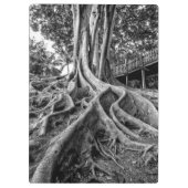 ゴムの塊根 クリップボード (裏面)