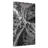 ゴムの塊根 クリップボード (右)