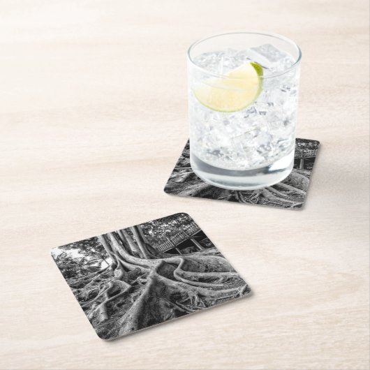 ゴムの塊根 スクエアペーパーコースター (インサイチュ)