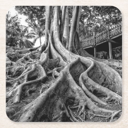 ゴムの塊根 スクエアペーパーコースター (正面)