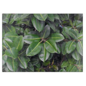 ゴムの木のクローズアップ カッティングボード (正面)