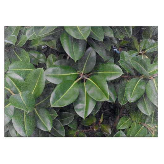 ゴムの木のクローズアップ カッティングボード (正面)