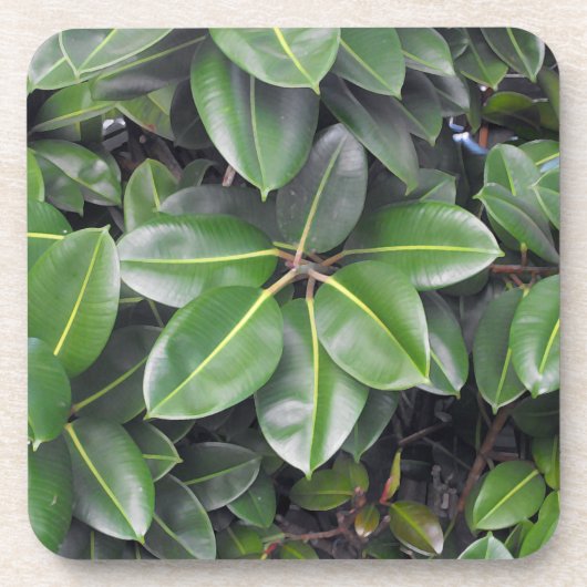 ゴムの木のクローズアップ コースター (正面)