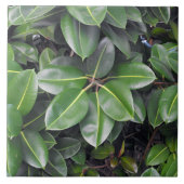 ゴムの木のクローズアップ タイル (正面)