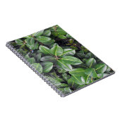 ゴムの木のクローズアップ ノートブック (右側)