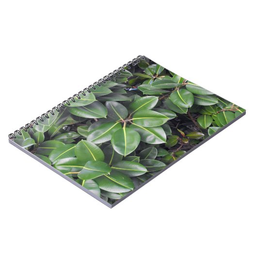 ゴムの木のクローズアップ ノートブック (左側)