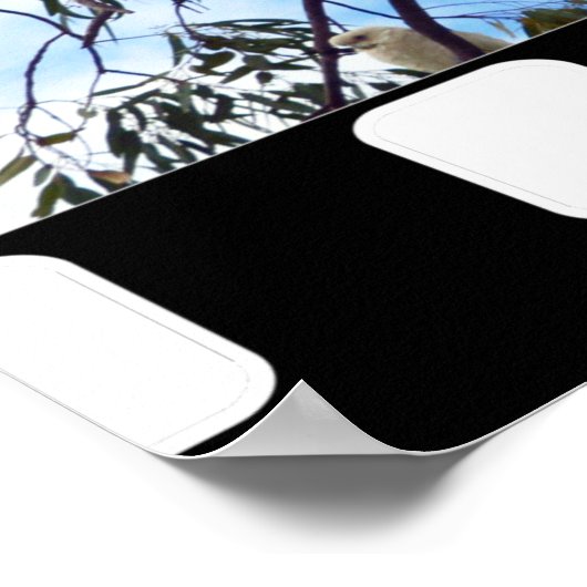 ゴムの木の中のオーストラリア産の野生のコカトス ポスター (角)