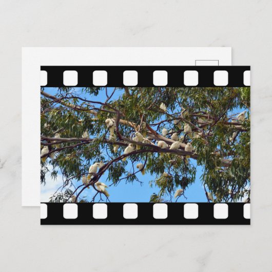 ゴムの木の中のオーストラリア産の野生のコカトス ポストカード (正面/裏面)