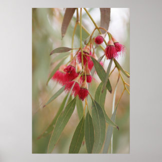 ゴムの花 ポスター