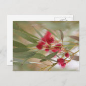 ゴムの花 ポストカード (正面/裏面)