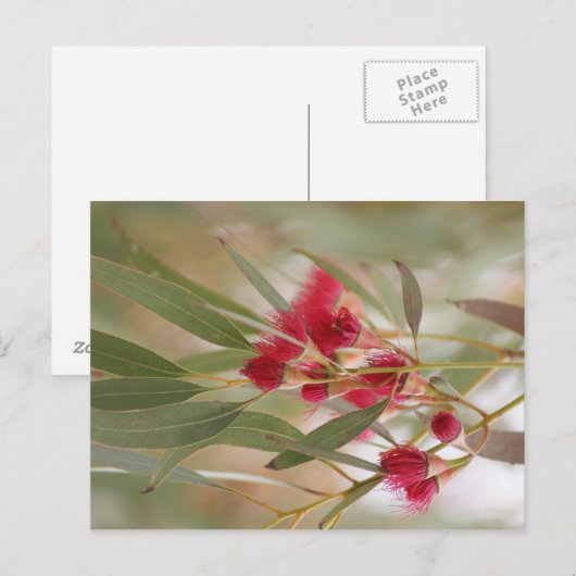 ゴムの花 ポストカード (正面/裏面)