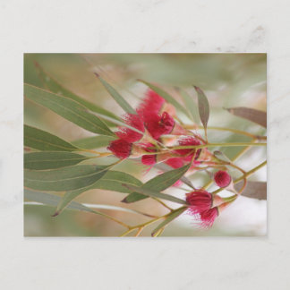 ゴムの花 ポストカード