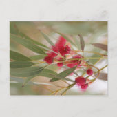 ゴムの花 ポストカード (正面)