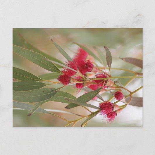 ゴムの花 ポストカード (正面)