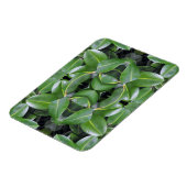 ゴムツリーパターン マグネット (左側)