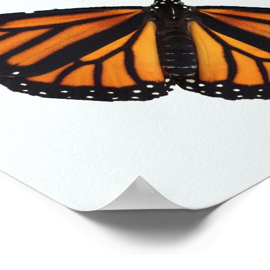 ゴムツリー妖精と蝶のポスター ポスター (角)