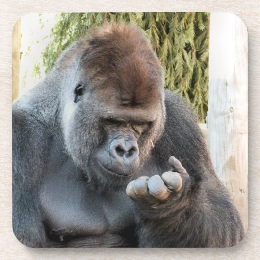 ゴリおもしろいラ コースター (正面)