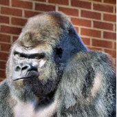 ゴリおもしろいラ ゴルフボール