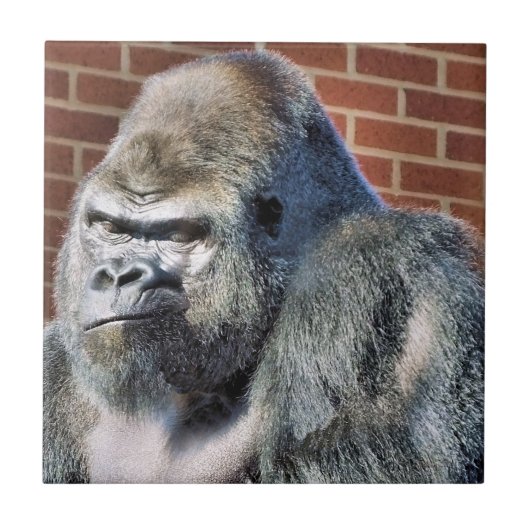 ゴリおもしろいラ タイル (正面)