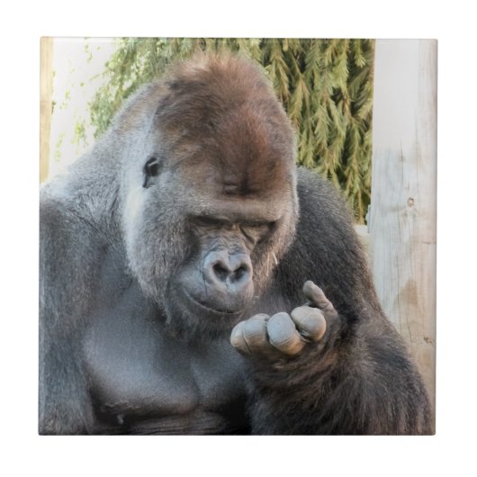 ゴリおもしろいラ タイル (正面)