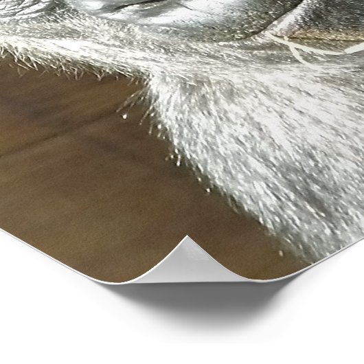 ゴリおもしろいラ ポスター (角)