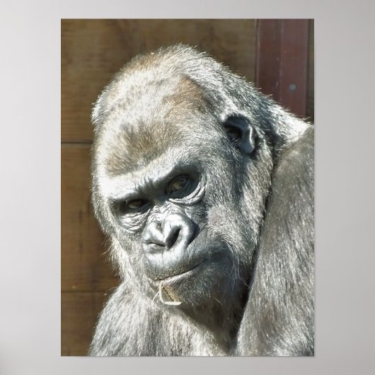 ゴリおもしろいラ ポスター (正面)