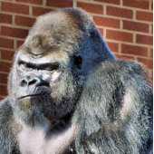 ゴリおもしろいラ ポストカード