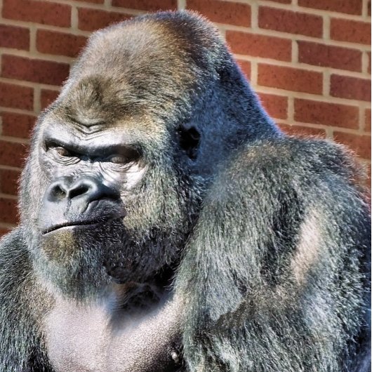 ゴリおもしろいラ 名刺