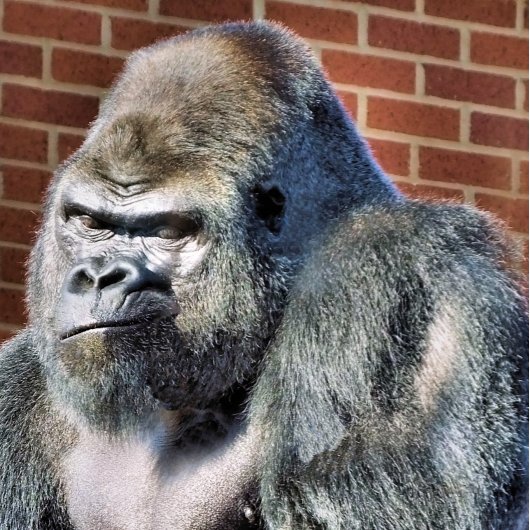 ゴリおもしろいラ 缶バッジ