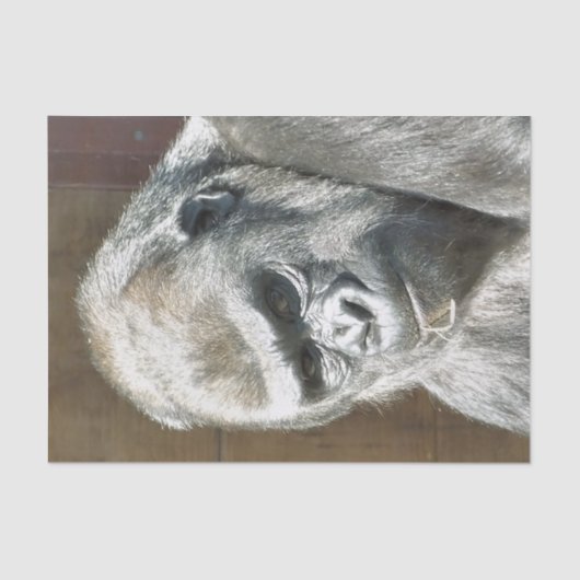 ゴリおもしろいラ 薄葉紙 (正面)