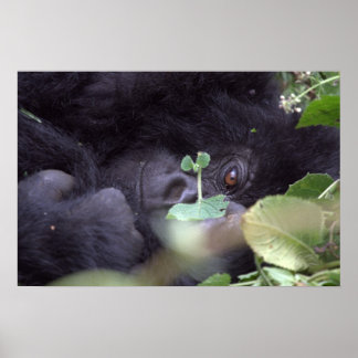 ゴリお洒落ラ ポスター