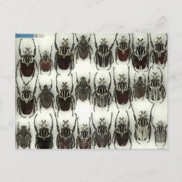 ゴリアスカブトムシのはがき ポストカード