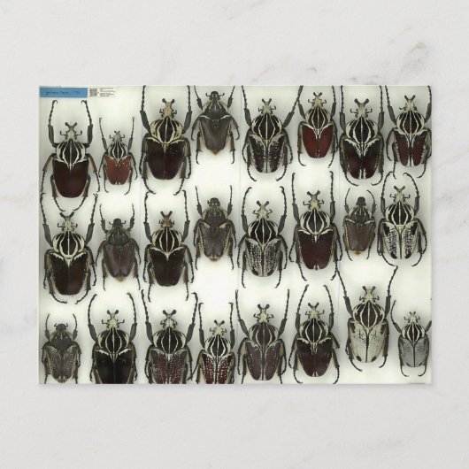 ゴリアスカブトムシのはがき ポストカード (正面)