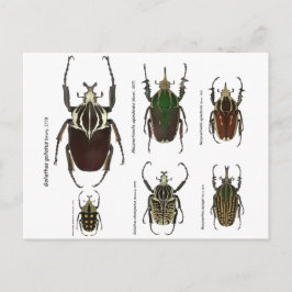 ゴリアスカブトムシのはがき ポストカード