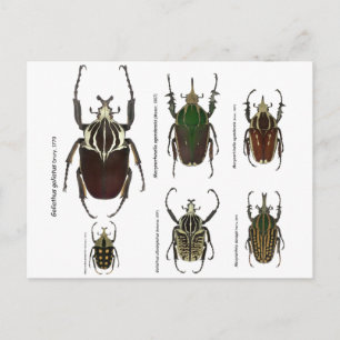 ゴリアスカブトムシのはがき ポストカード